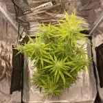 Green Crack F1 automatic