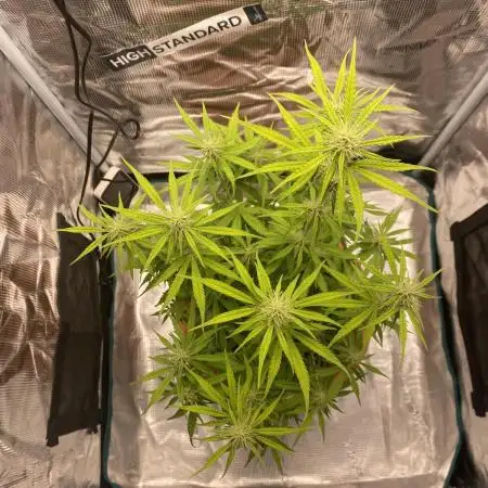 Green Crack F1 automatic
