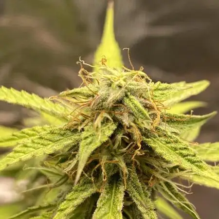 Green Crack F1 automatic