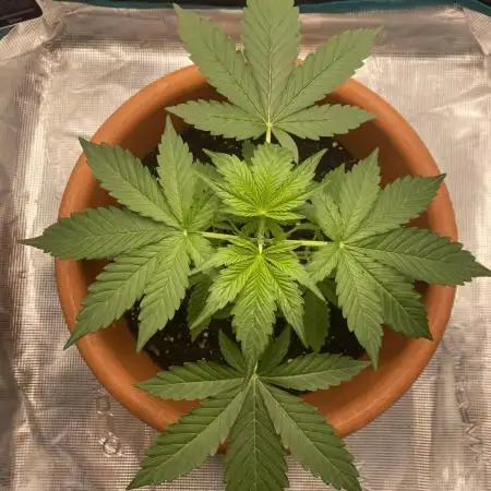 Green Crack F1 automatic