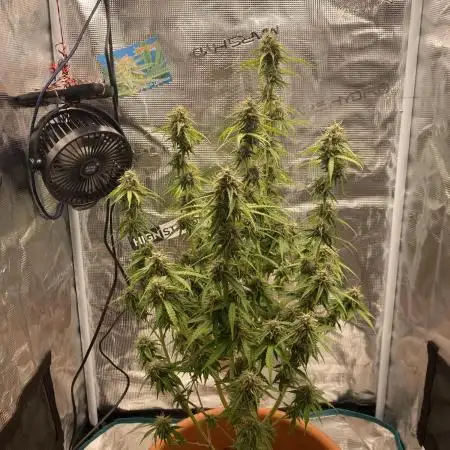 Green Crack F1 automatic