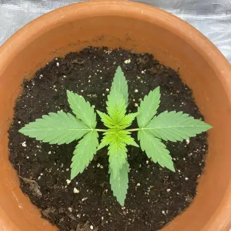 Runtz F1 my first Plant