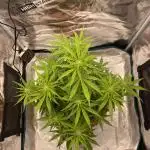 Green Crack F1 automatic