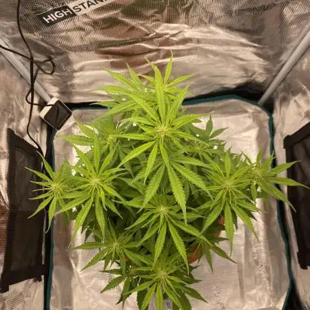 Green Crack F1 automatic