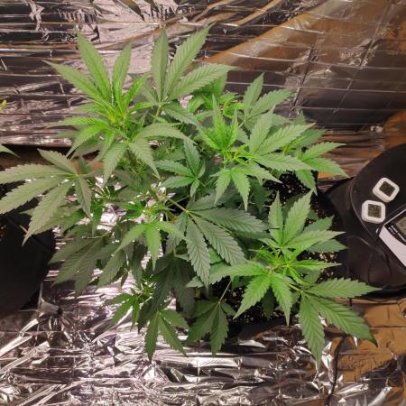 Strawberry milk and qookies remix