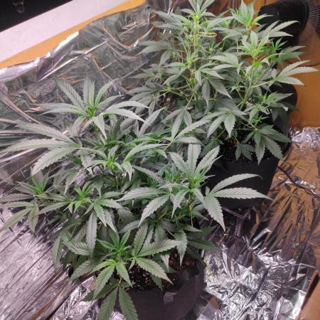 Strawberry milk and qookies remix