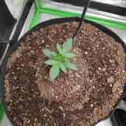 compound genetics