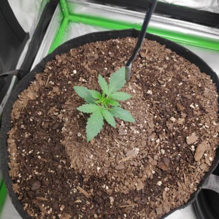 compound genetics