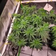 compound genetics