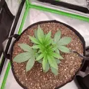 compound genetics