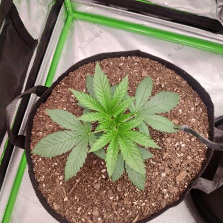 compound genetics