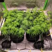 compound genetics