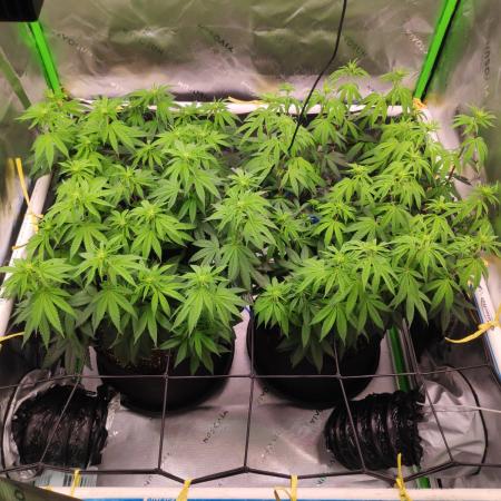 compound genetics
