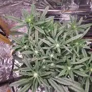 Strawberry milk and qookies remix