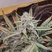 Strawberry milk and qookies remix