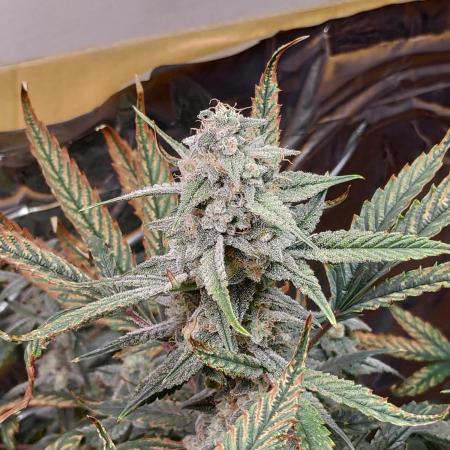 Strawberry milk and qookies remix