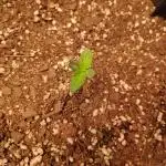 Strawberry milk and qookies remix