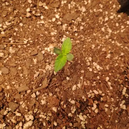 Strawberry milk and qookies remix