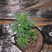 Strawberry milk and qookies remix