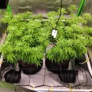compound genetics