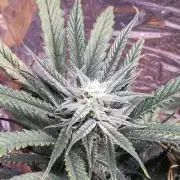 Strawberry milk and qookies remix