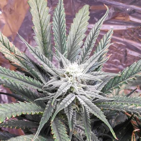 Strawberry milk and qookies remix