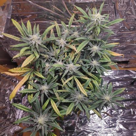 Strawberry milk and qookies remix