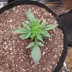 Strawberry milk and qookies remix