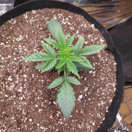 Strawberry milk and qookies remix