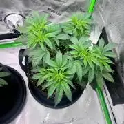 compound genetics