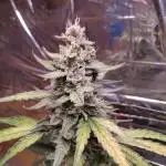 Auto gorilla