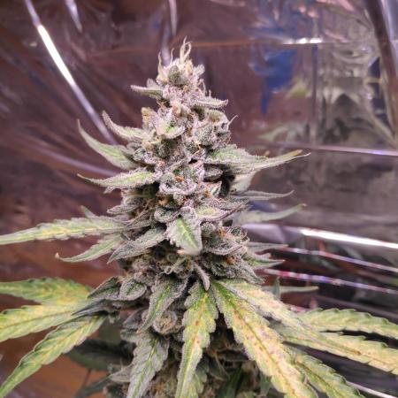 Auto gorilla