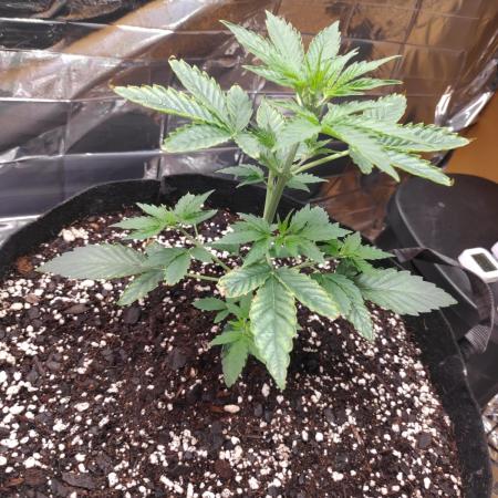 Strawberry milk and qookies remix