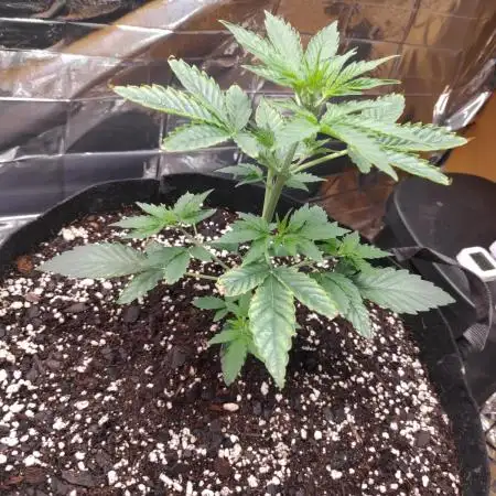 Strawberry milk and qookies remix