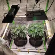 compound genetics