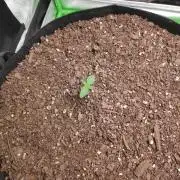 compound genetics