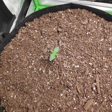 compound genetics