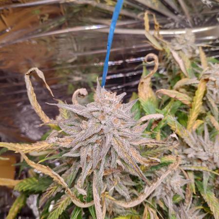 Strawberry milk and qookies remix