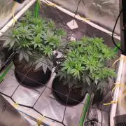 compound genetics