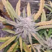 Strawberry milk and qookies remix