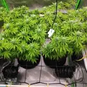 compound genetics