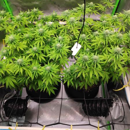 compound genetics