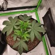 compound genetics