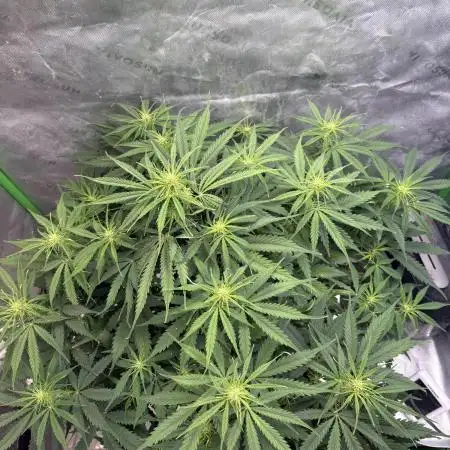 White widow auto