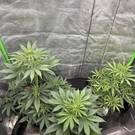 First autos!