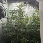 First autos!