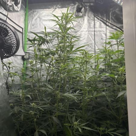 First autos!
