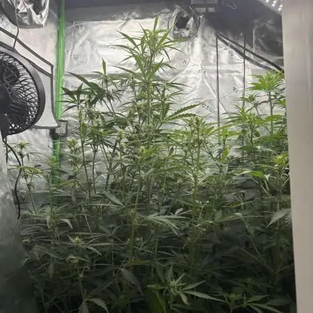 First autos!