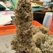 Cat piss auto!