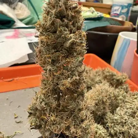 Cat piss auto!